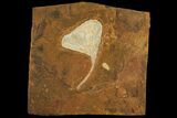 Fossil Ginkgo Leaf From North Dakota - Paleocene #95345-1